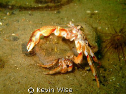 Again taken at Minard Loch Fyne ,couple of hermit crabs.... by Kevin Wise 